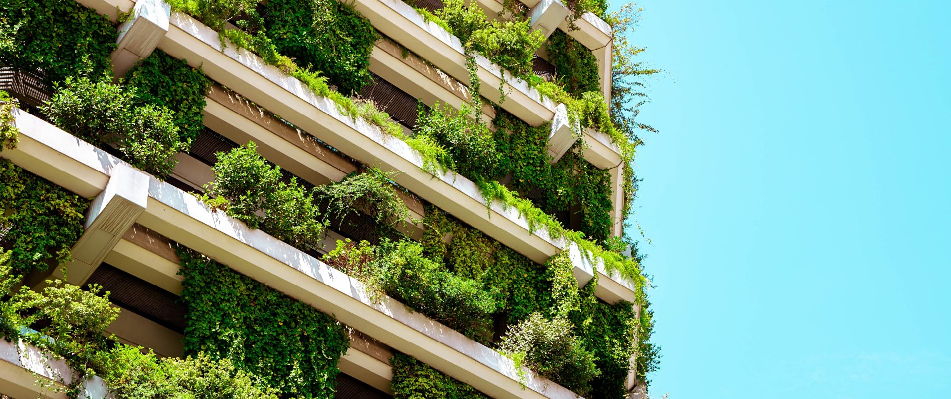 flatgebouw volgroeid met klimplanten